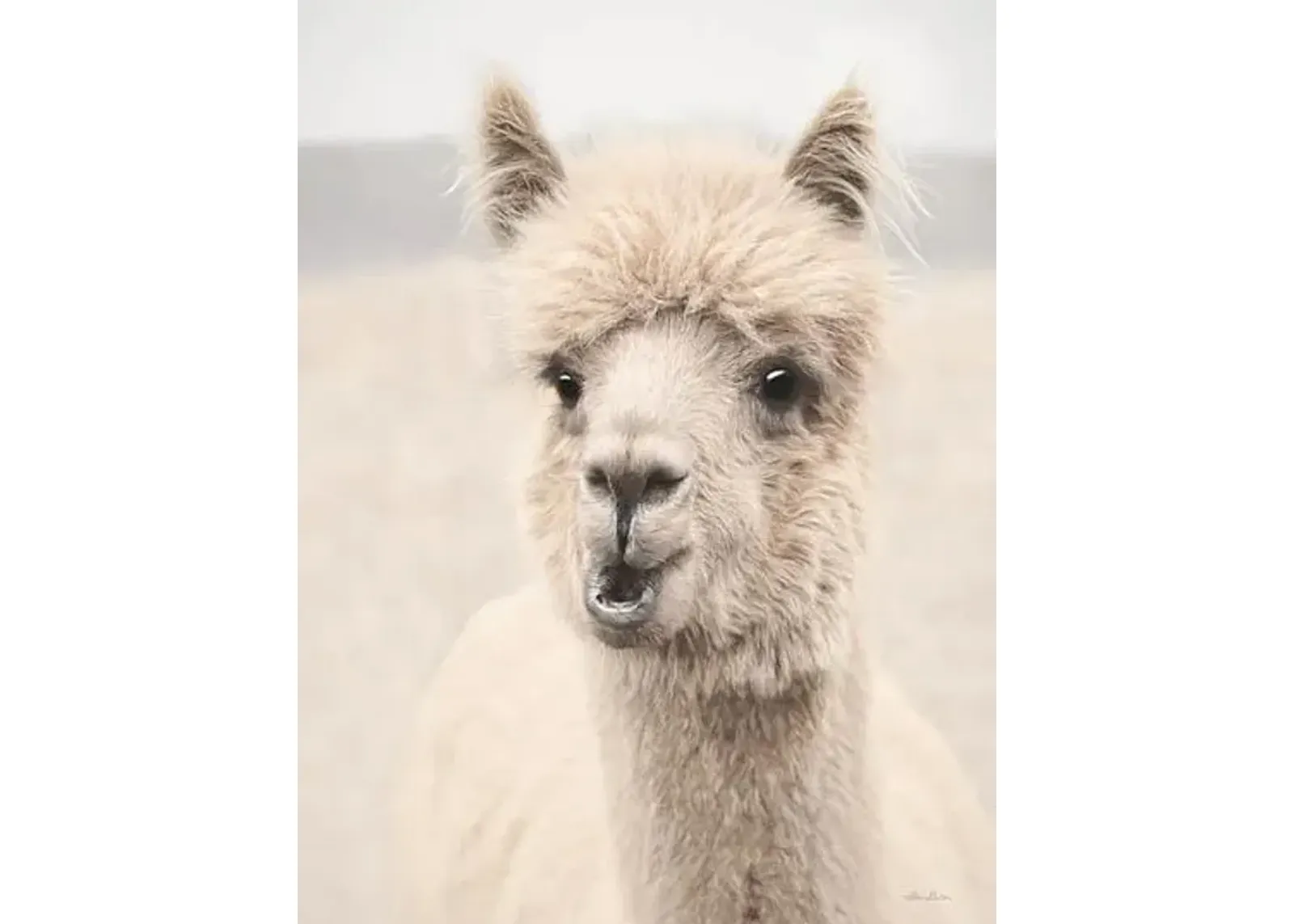 Soft Alpaca 2 By Lori Deiter (Framed) (Small) - Beige