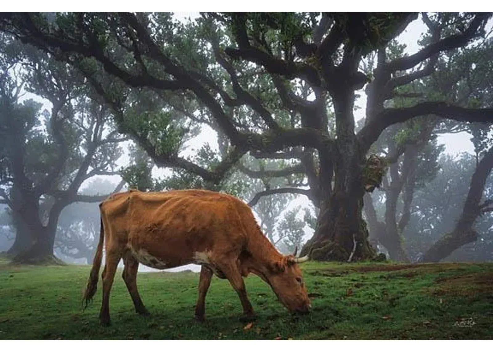 Cow In The Fog By Martin Podt - Dark Green