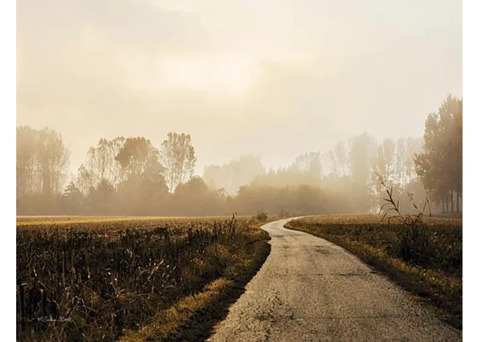 Country Road By Susan Ball - Light Brown