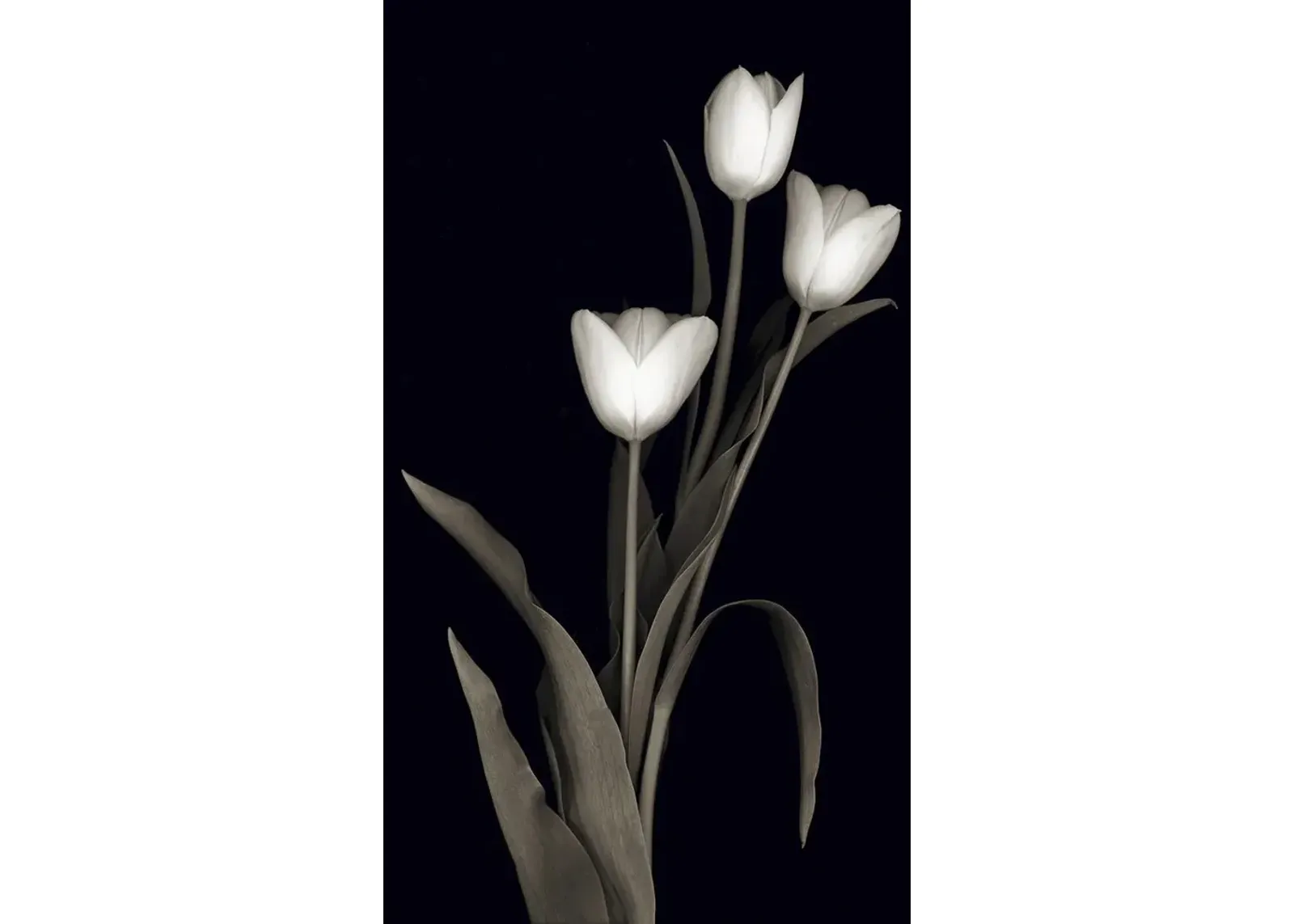 Tulip Pose I By Danita Delimont (Framed) (Small) - Black