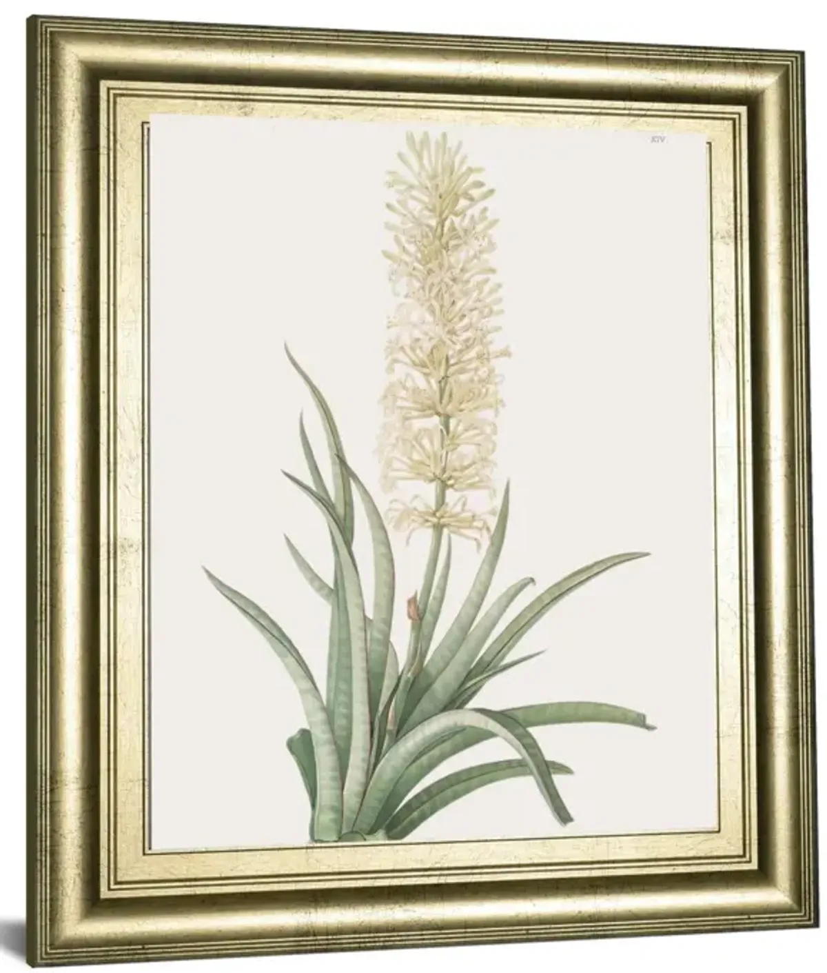 Sansevieria Zeylancia By Pierre Joseph Redoute - Framed Print Wall Art - Green