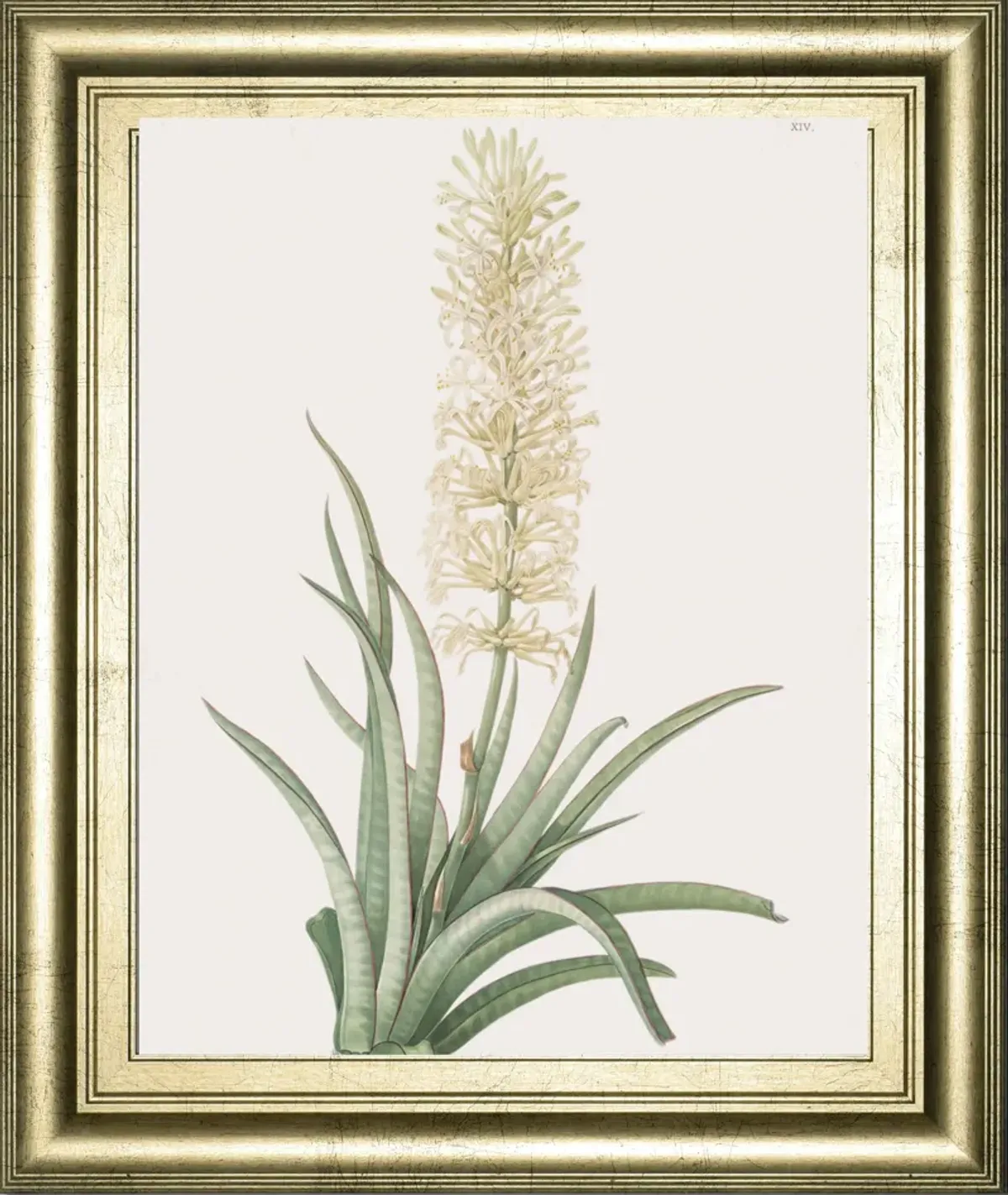 Sansevieria Zeylancia By Pierre Joseph Redoute - Framed Print Wall Art - Green