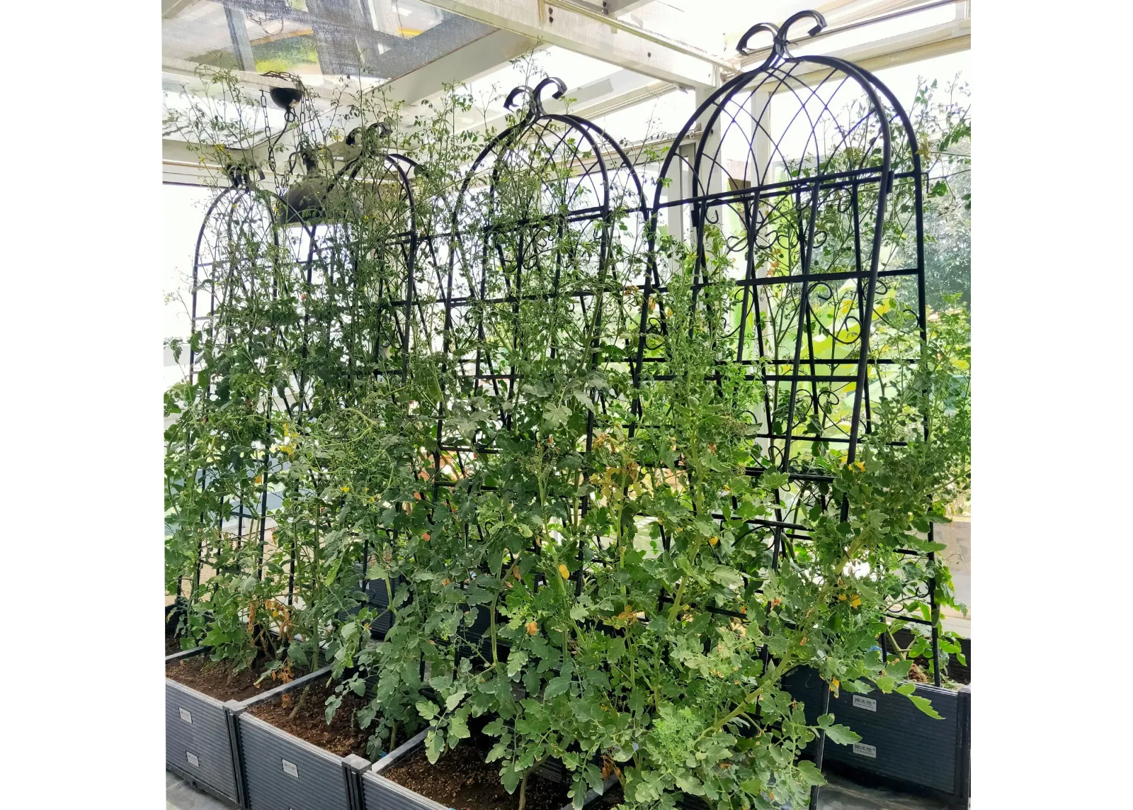 Metal Garden Rustproof Trellis For Climbing Plants Outdoor Flower Support