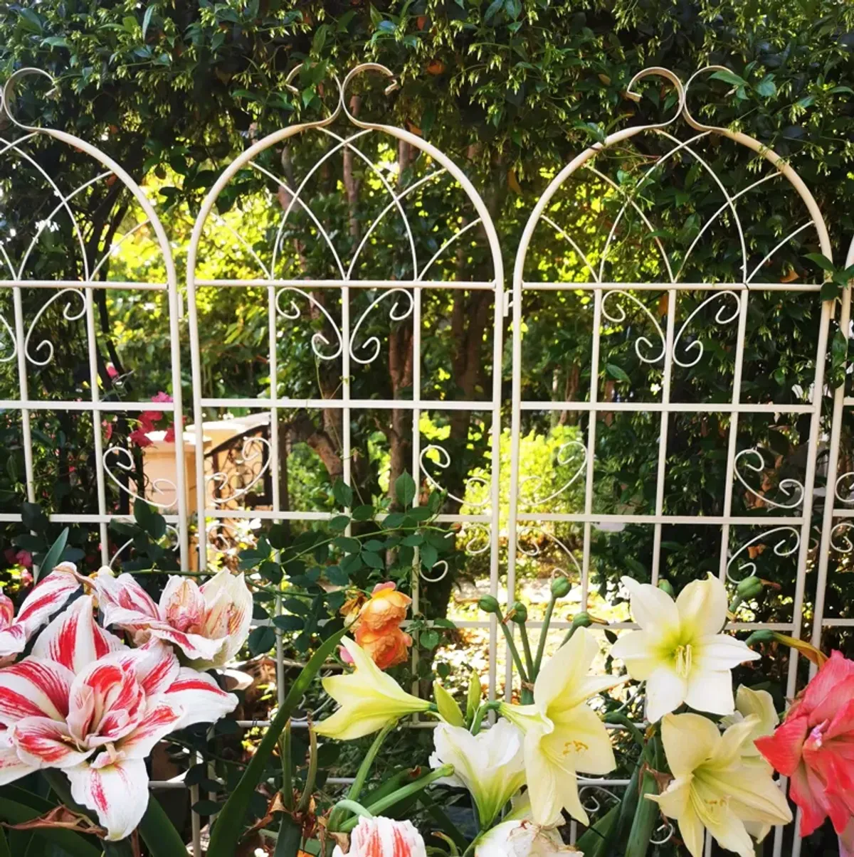 Metal Garden Rustproof Trellis For Climbing Plants Outdoor Flower Support