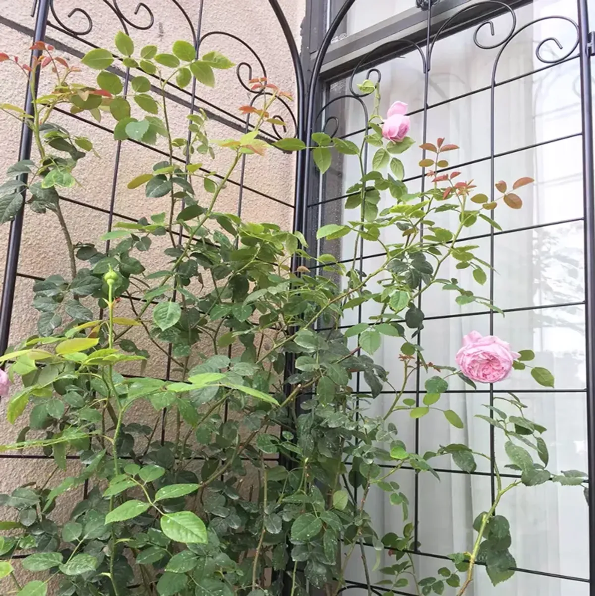 Metal Garden Trellis For Climbing Plants Outdoor Rustproof Plant Support Rose Trellis Netting Trellis