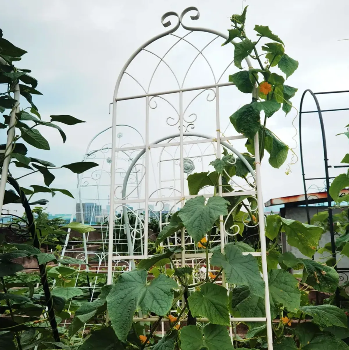 Metal Garden Rustproof Trellis For Climbing Plants Outdoor Flower Support