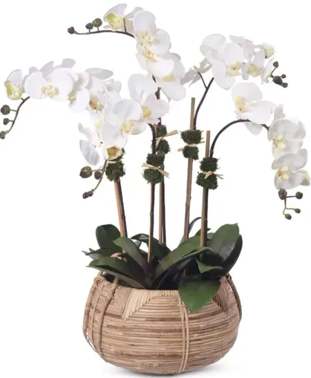 Diane James Home Faux Orchids in Cane Basket