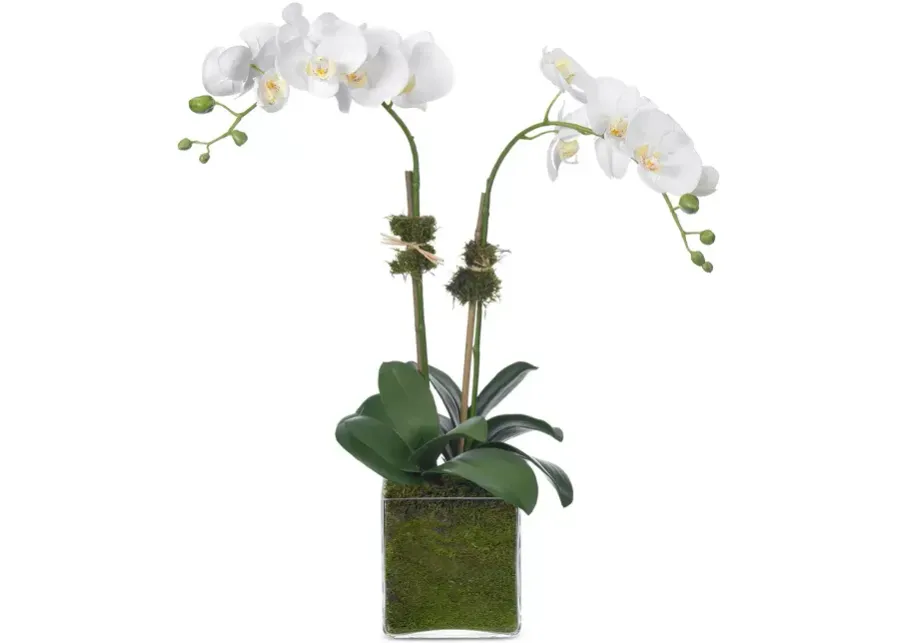 Diane James Home Faux Phalaenopsis Orchid in Glass Vase