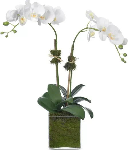 Diane James Home Faux Phalaenopsis Orchid in Glass Vase