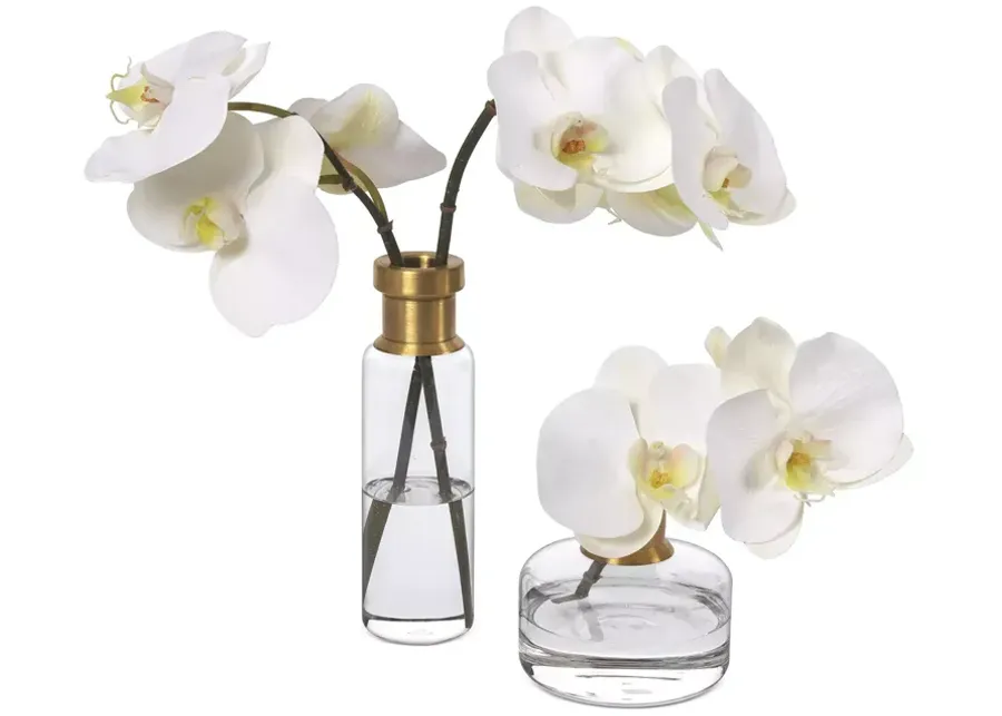 Diane James Home Phalaenopsis Faux Floral Orchids - Set of 2