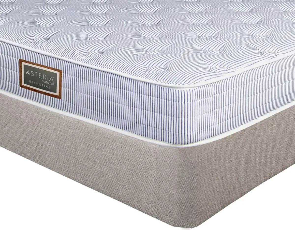 Asteria Essential Trundle Twin Mattress and Box Spring Set  - Exclusive