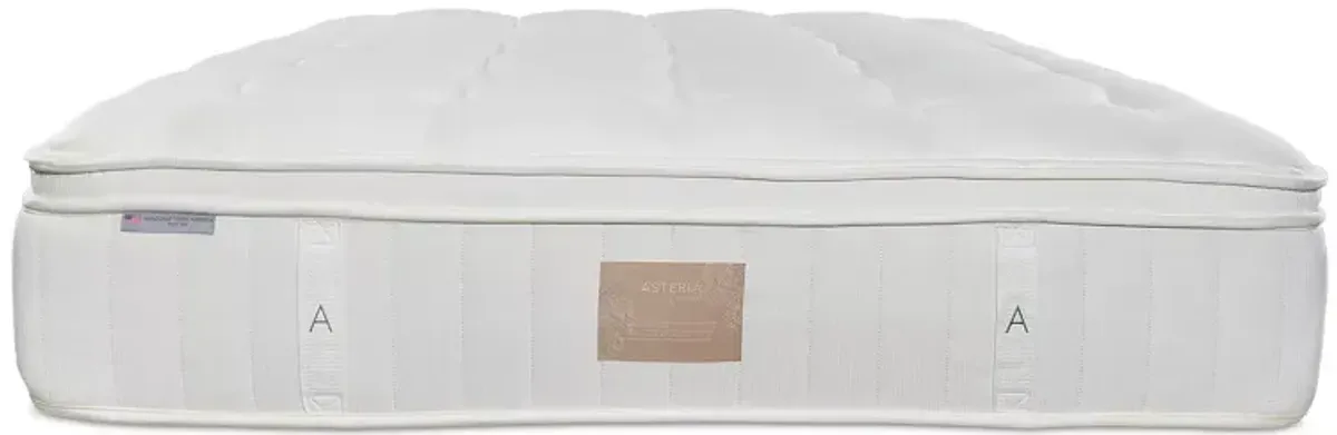 Asteria Natural Phoebe Plush Euro Top Twin Mattress with 9" Box Spring - Exclusive