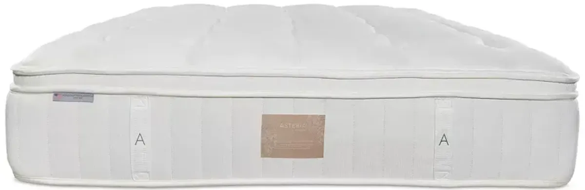 Asteria Natural Phoebe Plush Euro Top Twin Mattress with 9" Box Spring - Exclusive