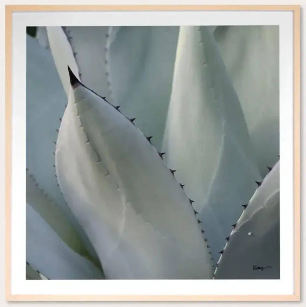 Grand Image Black Tip Succulent Digital Print