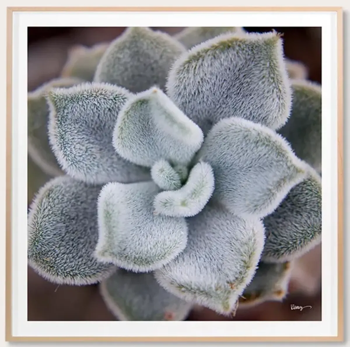 Grand Image Fuzzy Succulent Digital Print