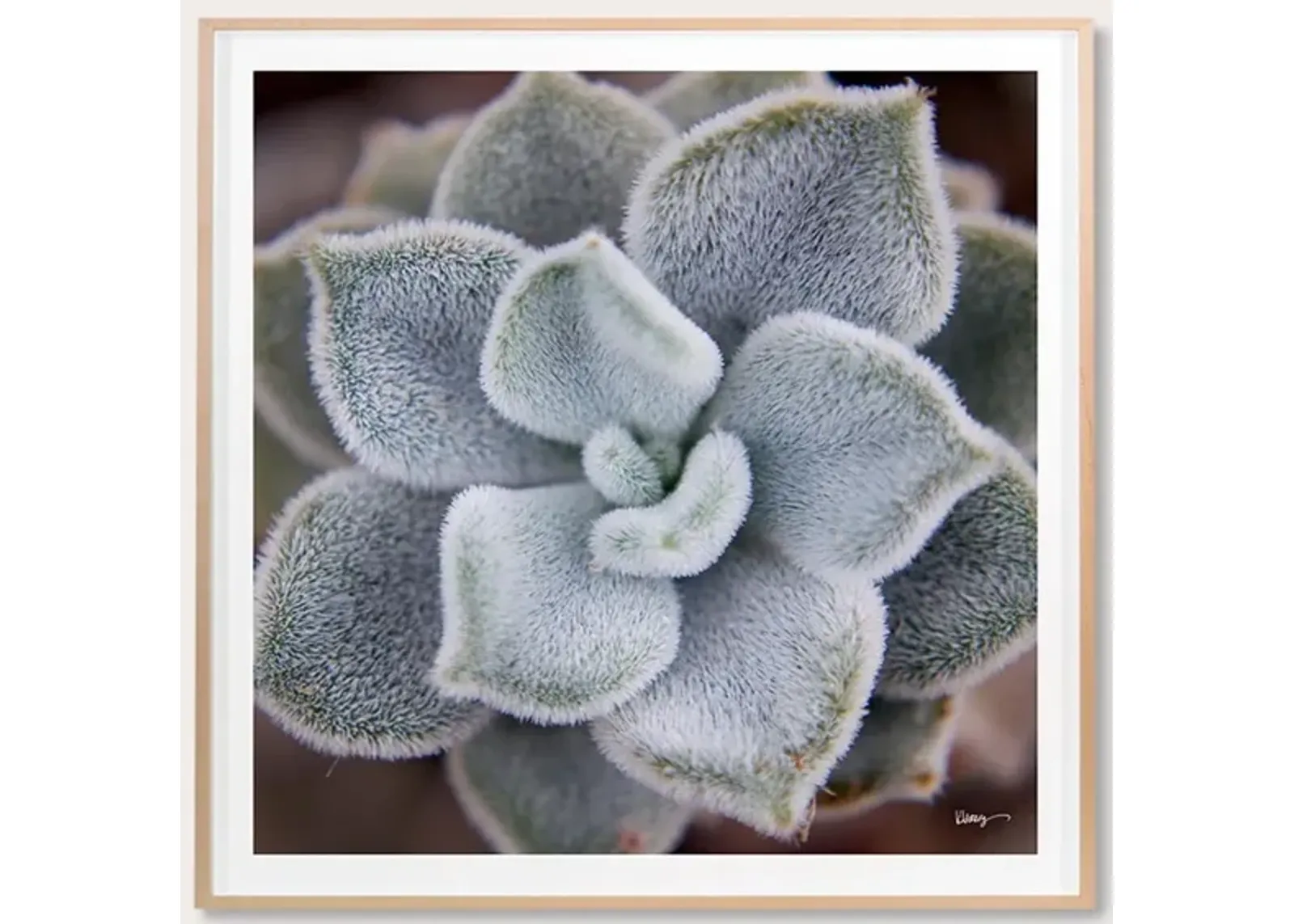 Grand Image Fuzzy Succulent Digital Print