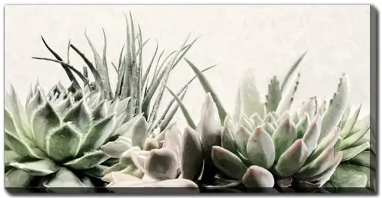 Soft Succulents II Canvas Art