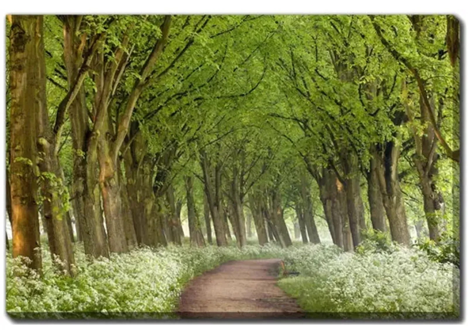 Cow Parsley Curve Canvas Art