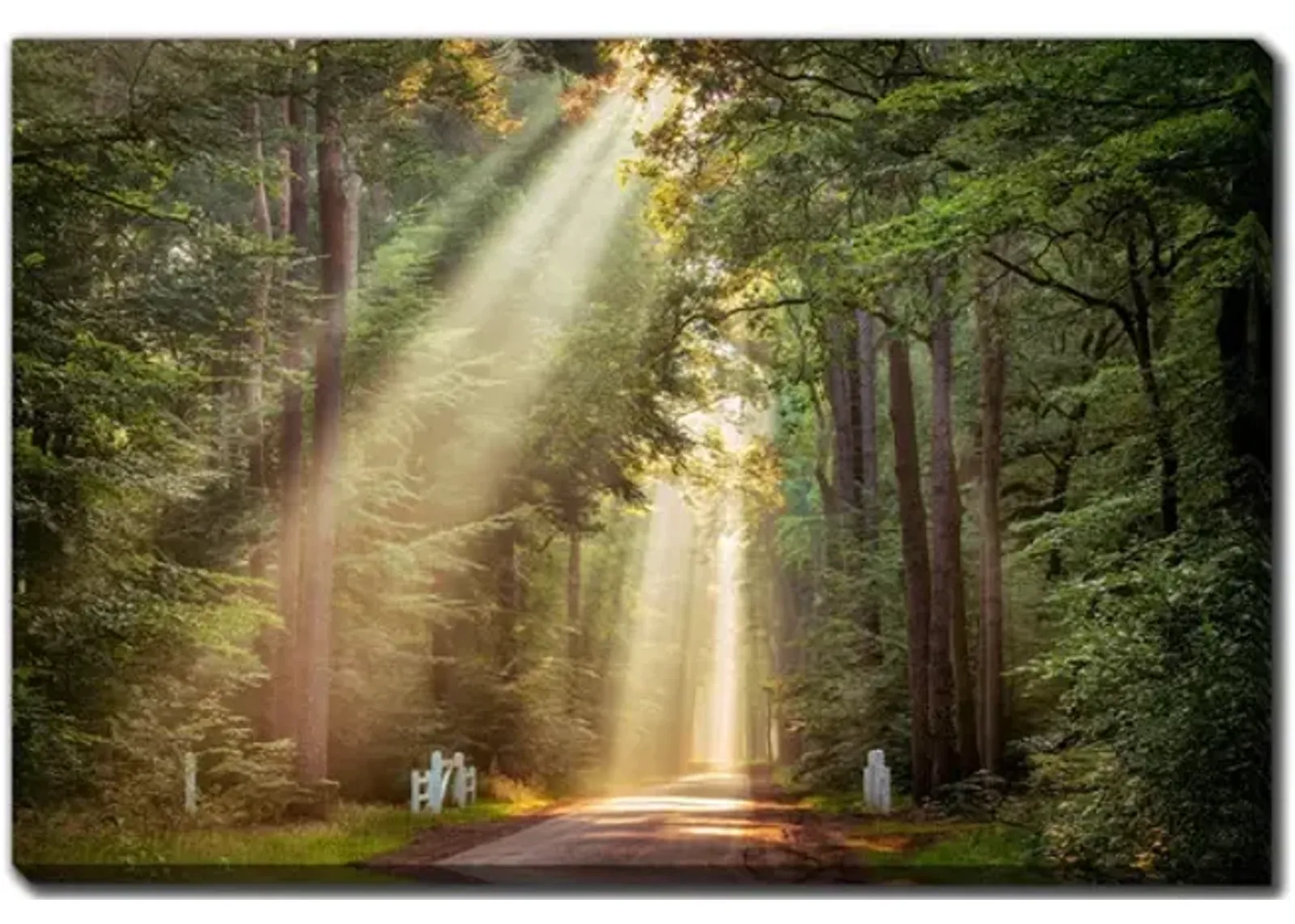 This Beam Booming Canvas Art