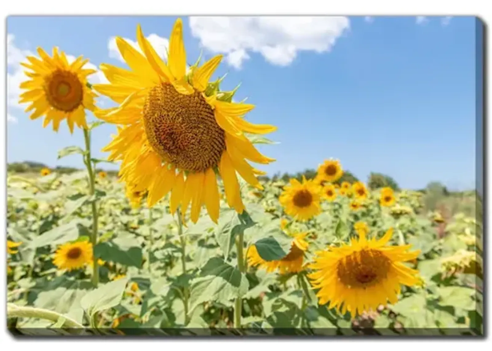 Sunflowers Canvas Art