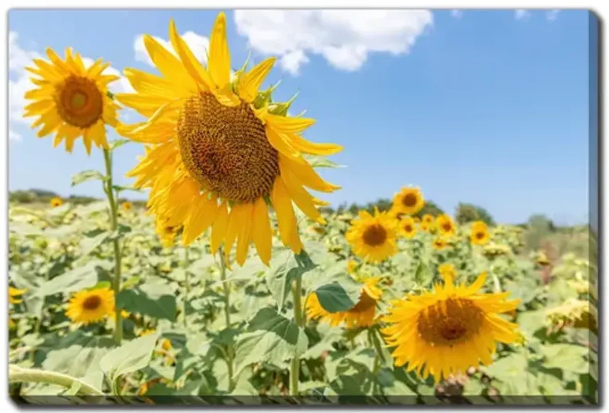 Sunflowers Canvas Art