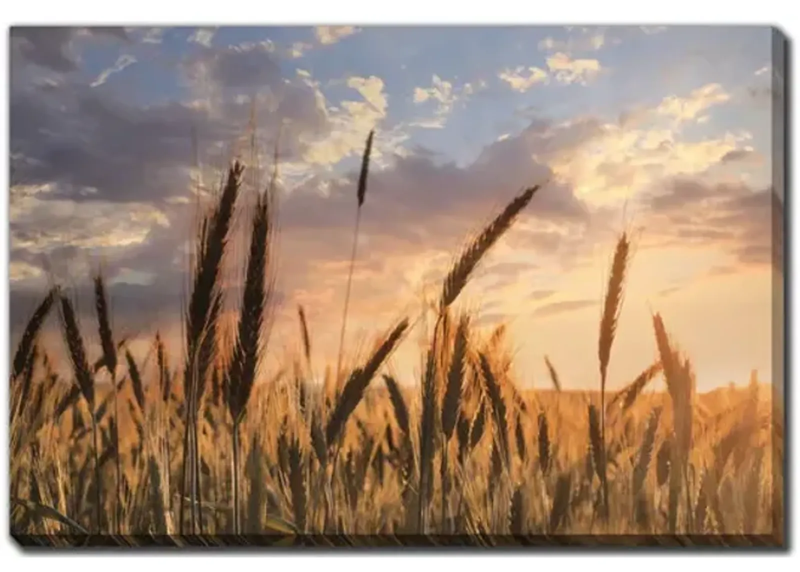 Summer Field Canvas Art