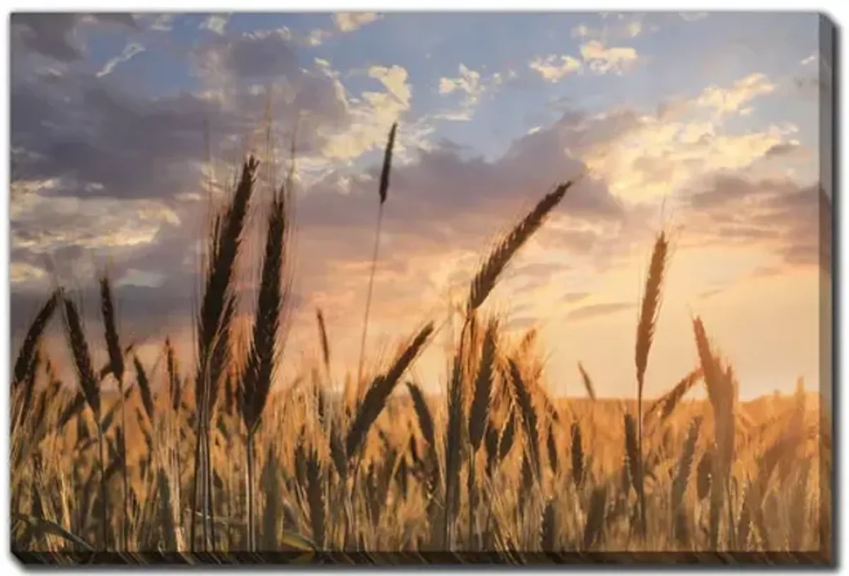 Summer Field Canvas Art