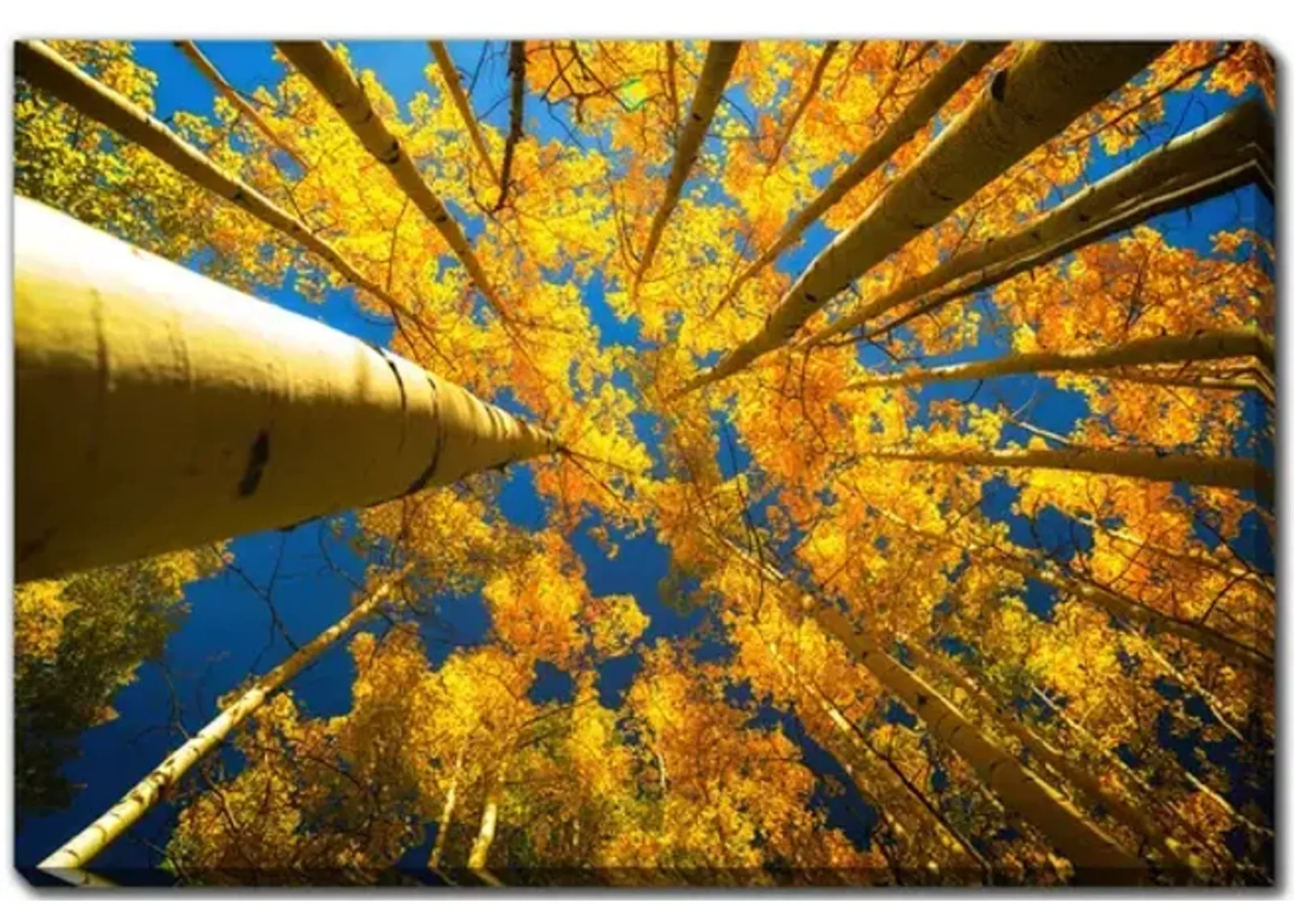 Aspen Trees In Fall Canvas Art