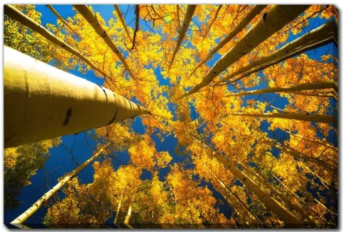 Aspen Trees In Fall Canvas Art