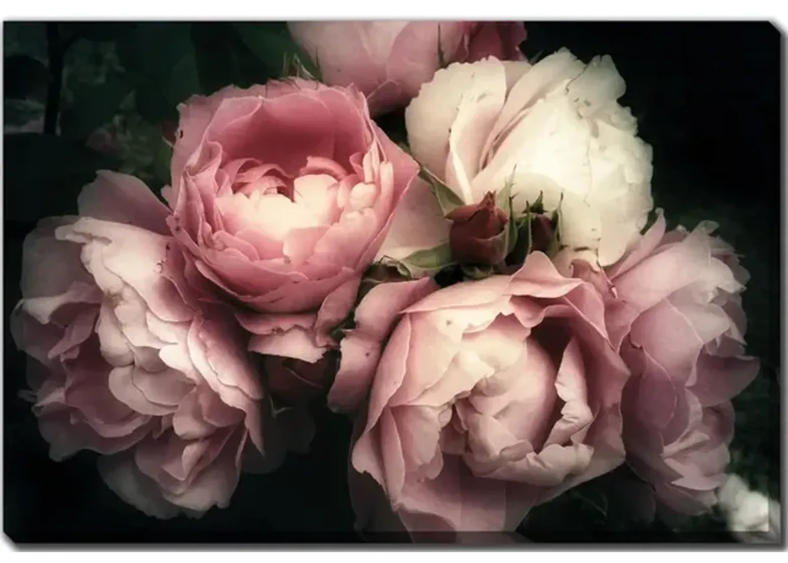 Bouquet of Pink Roses Canvas Art