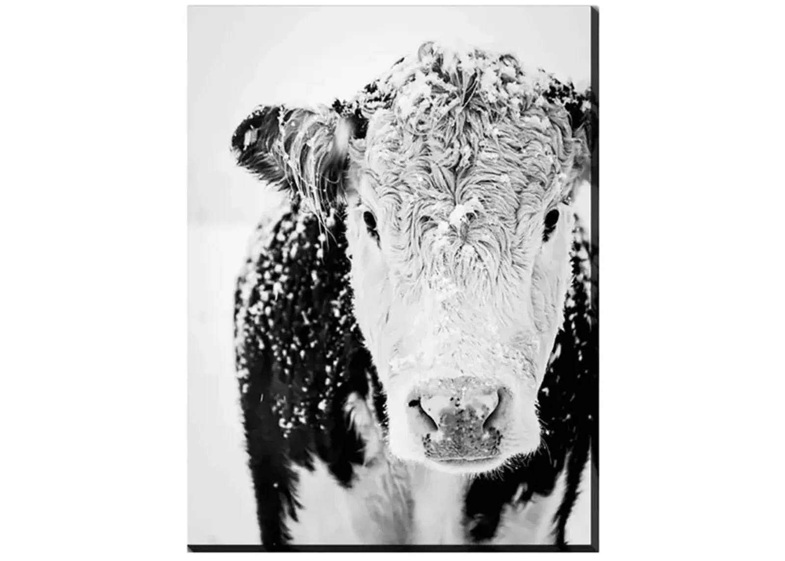 Snowy Cow