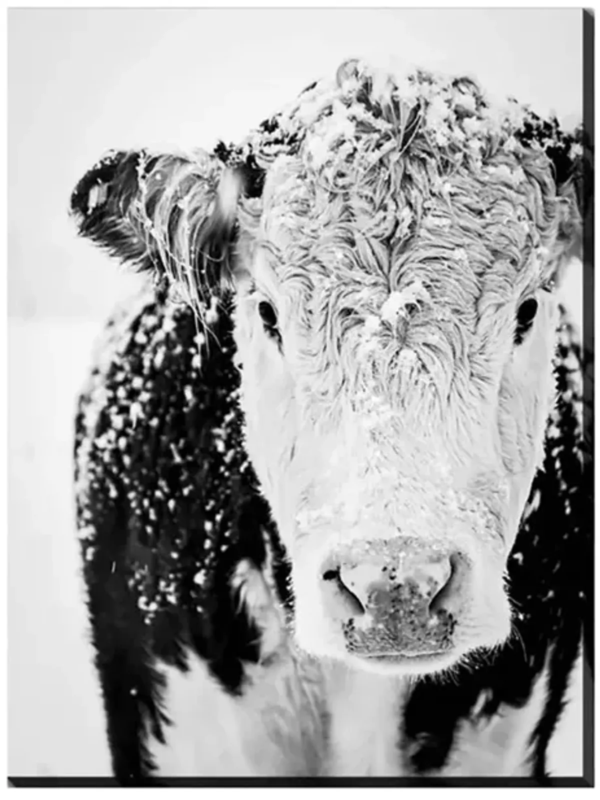 Snowy Cow