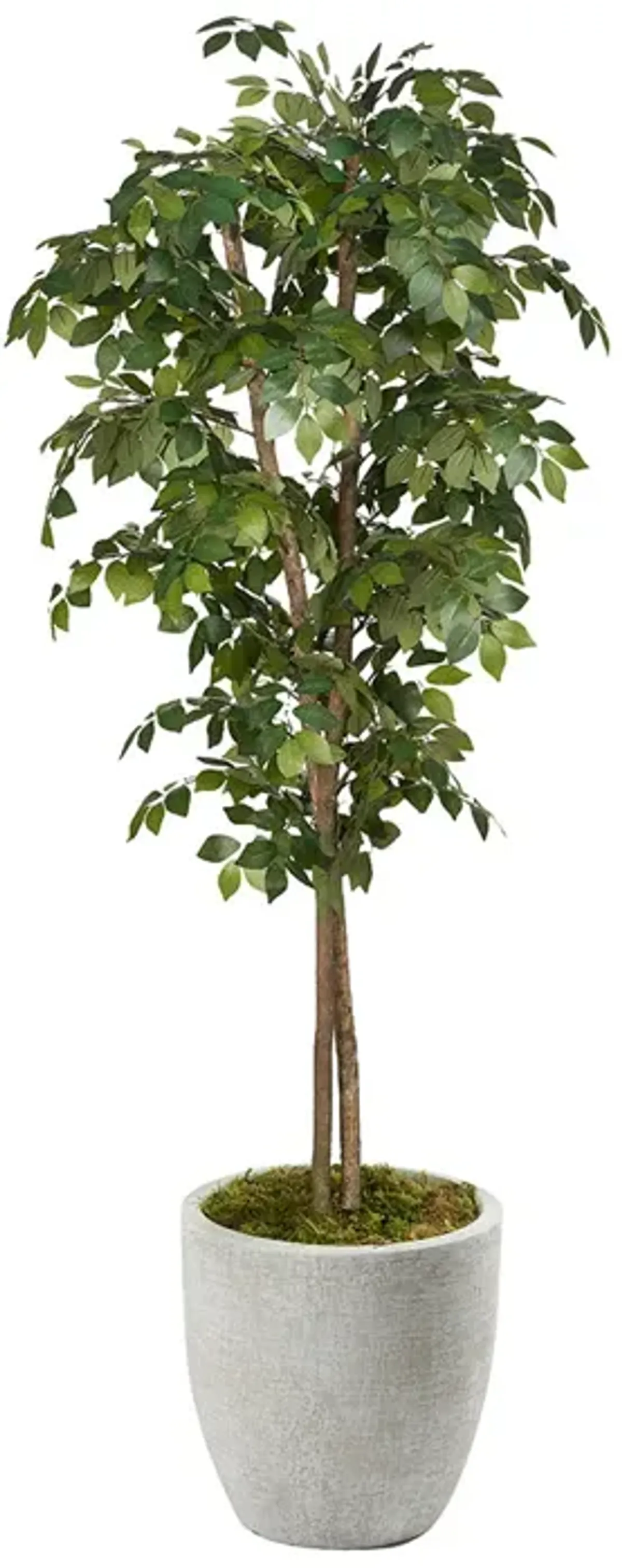 Black Olive Tree - 7ft