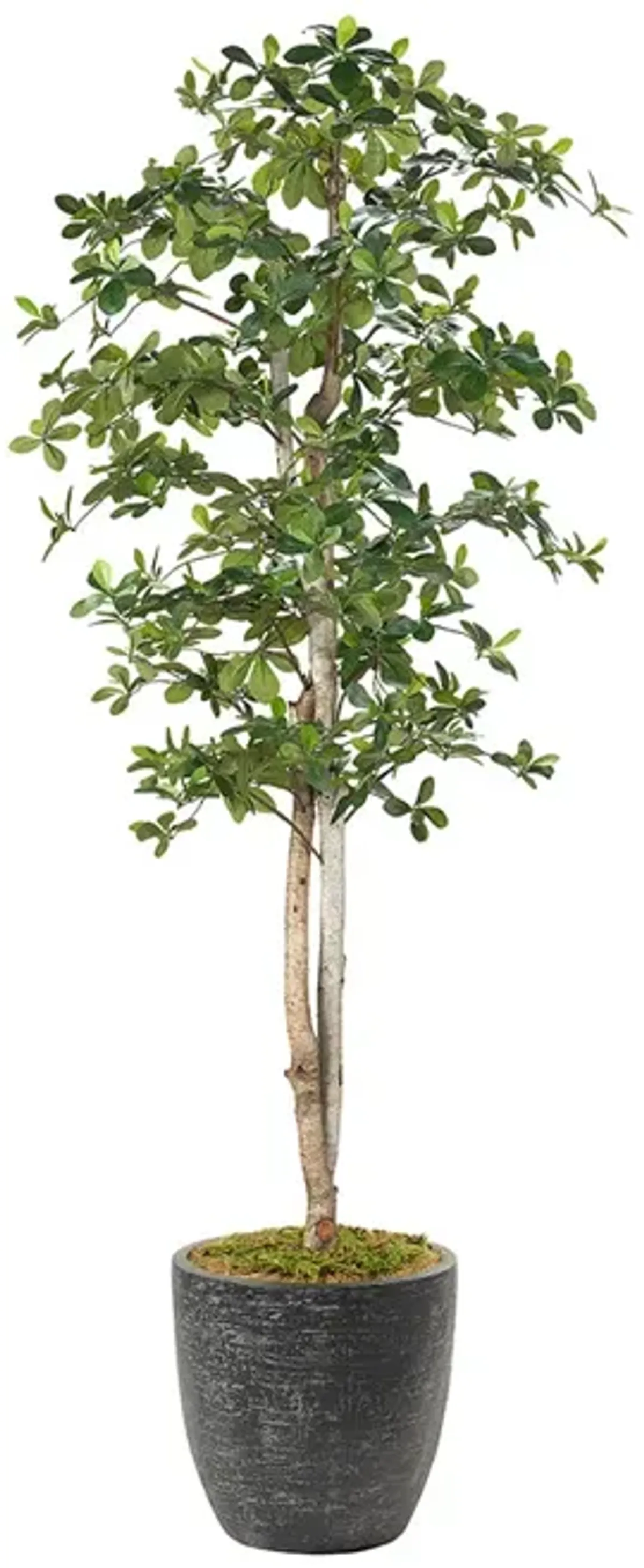 Sakaki Tree - 7ft