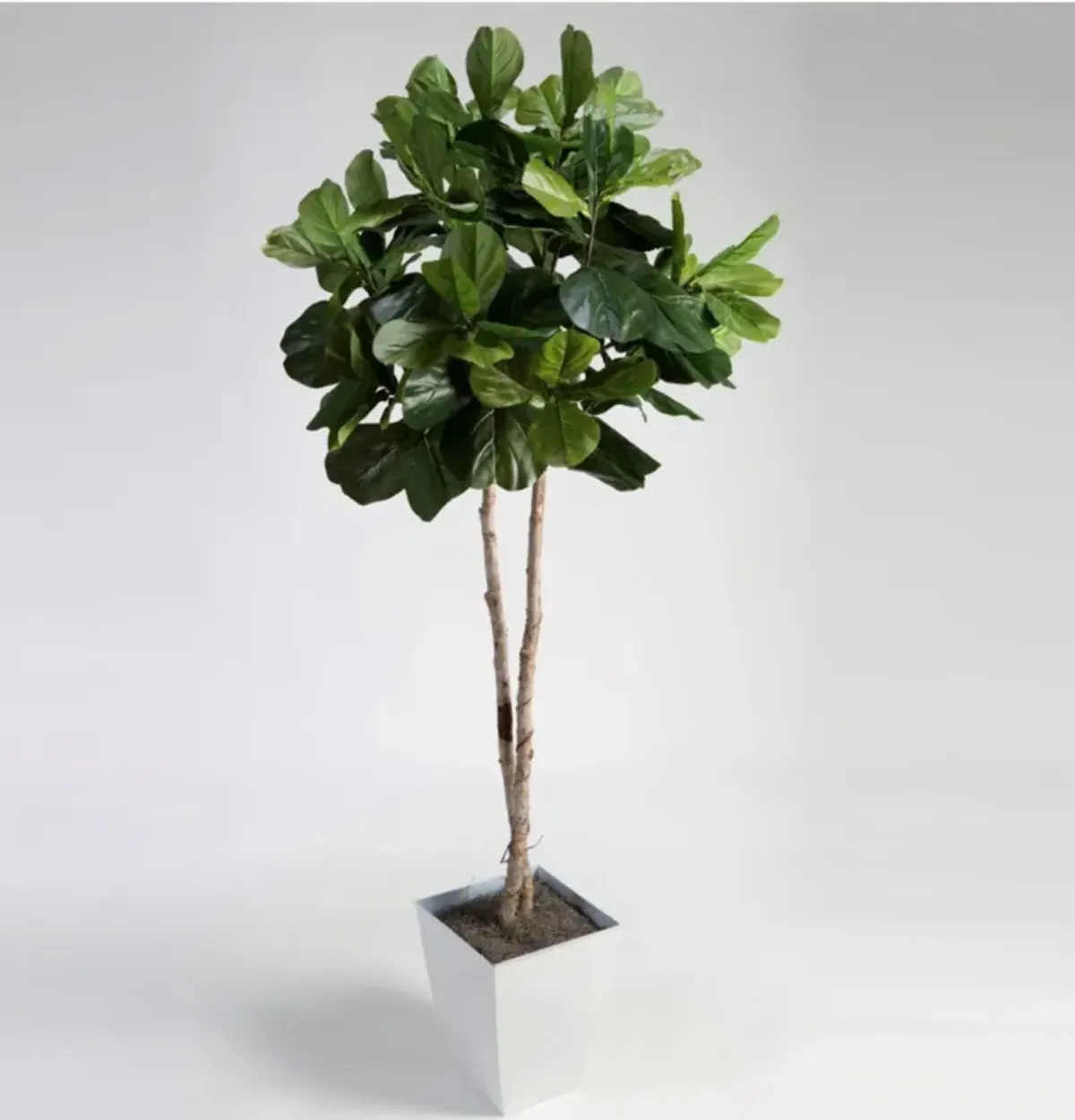 Fiddle Leaf Fig Tree in Metal Container - 7 Ft
