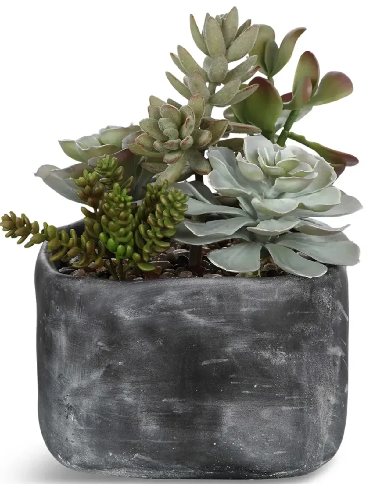 Alverios Succulent