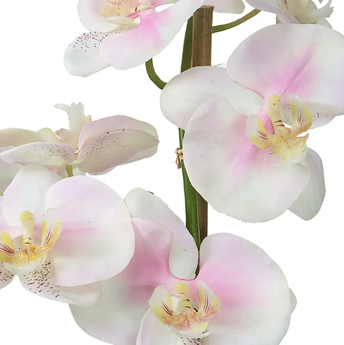 Blush Orchid Florl