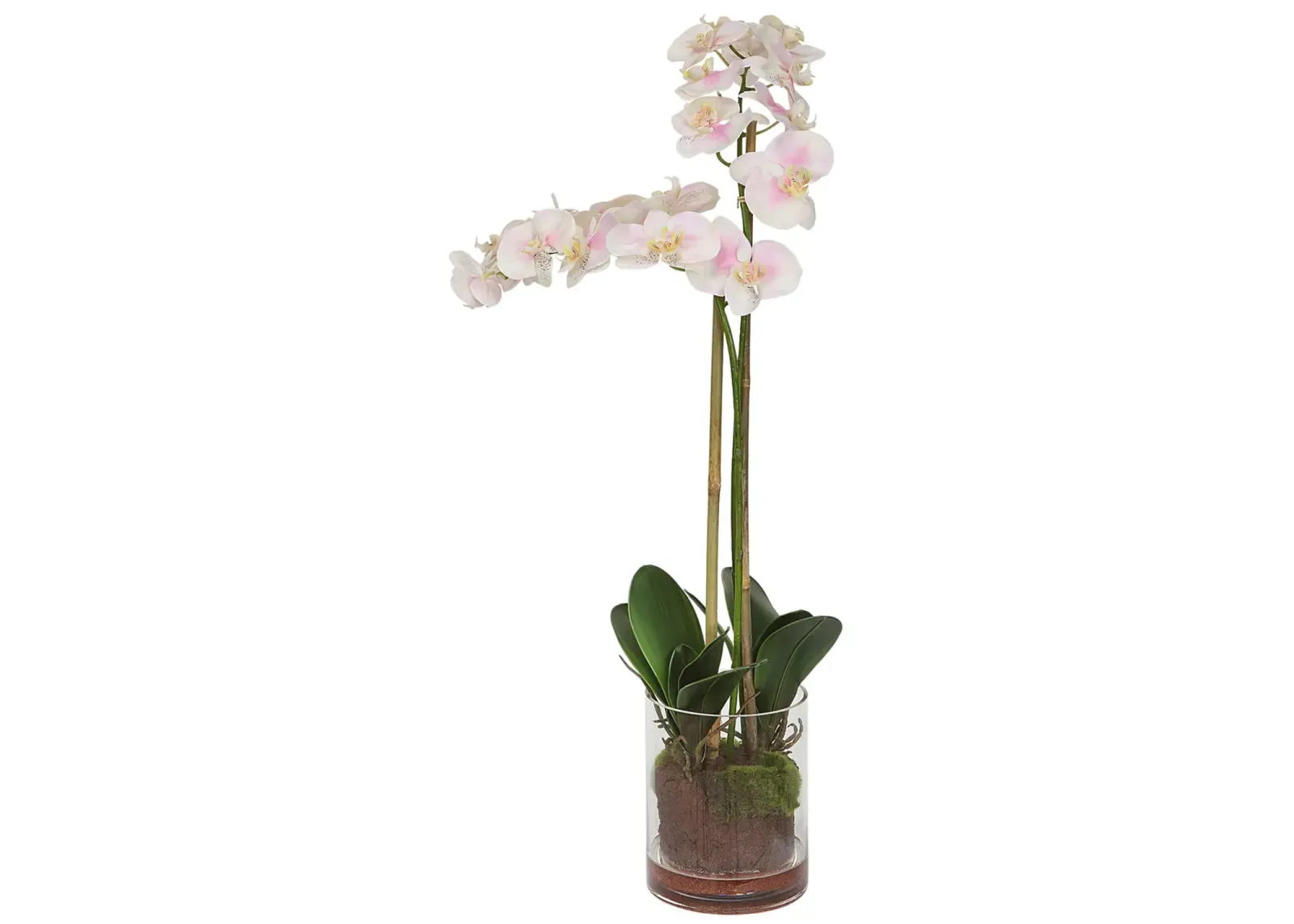 Blush Orchid Florl