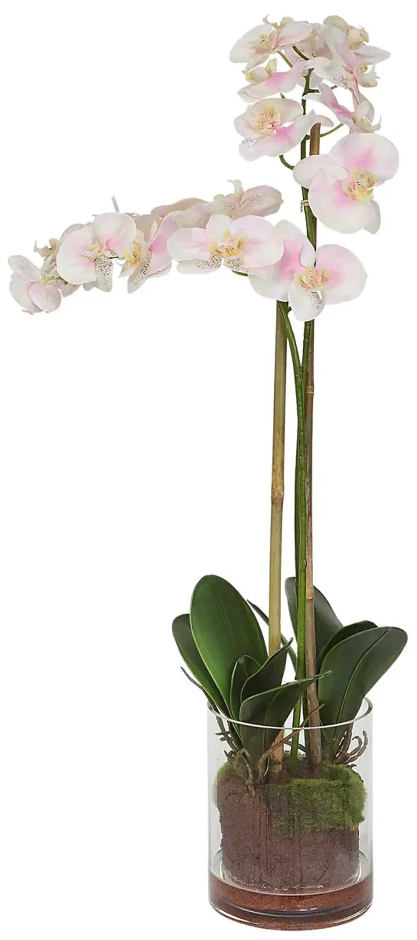 Blush Orchid Florl