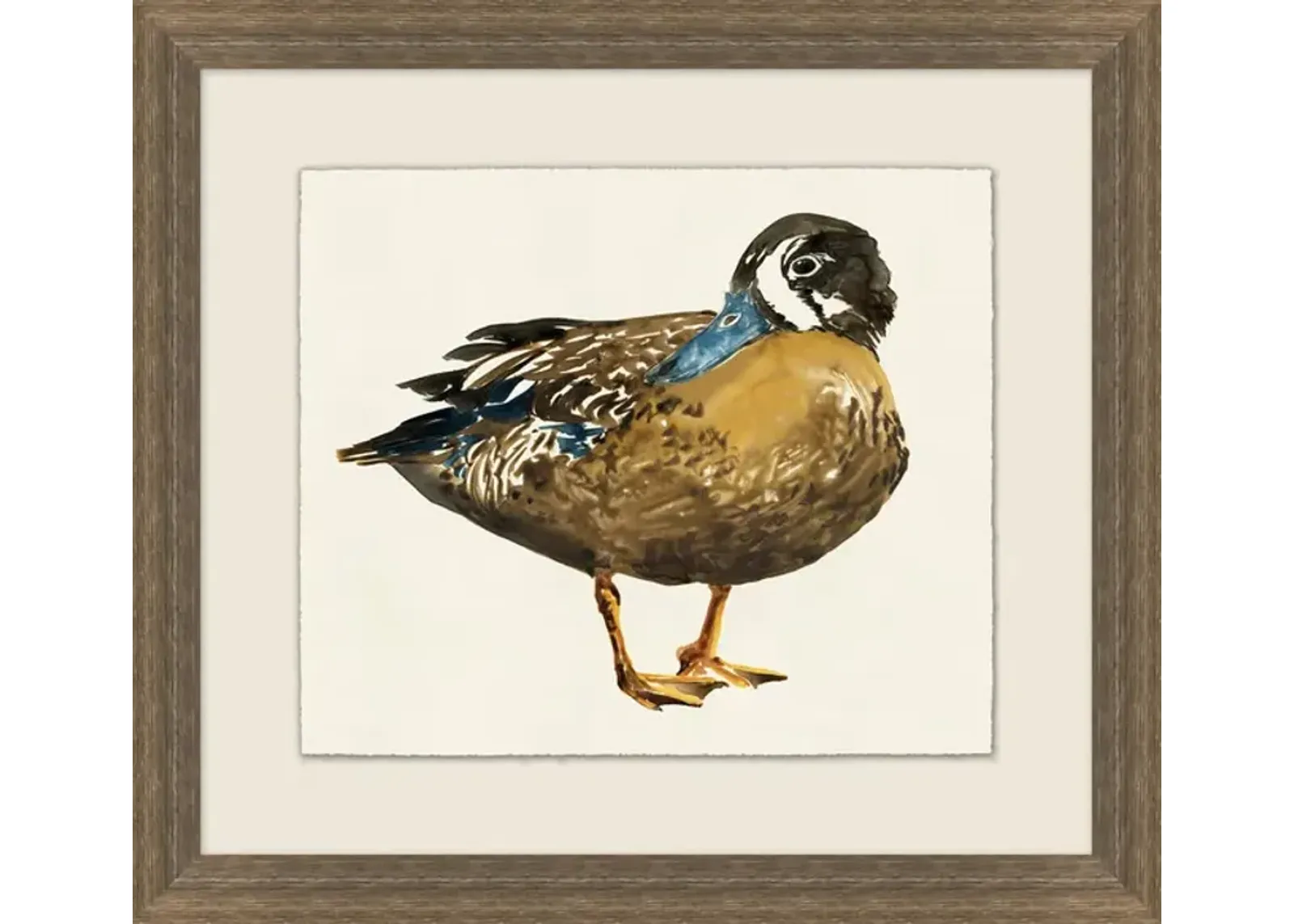 Wood Duck I Framed Art