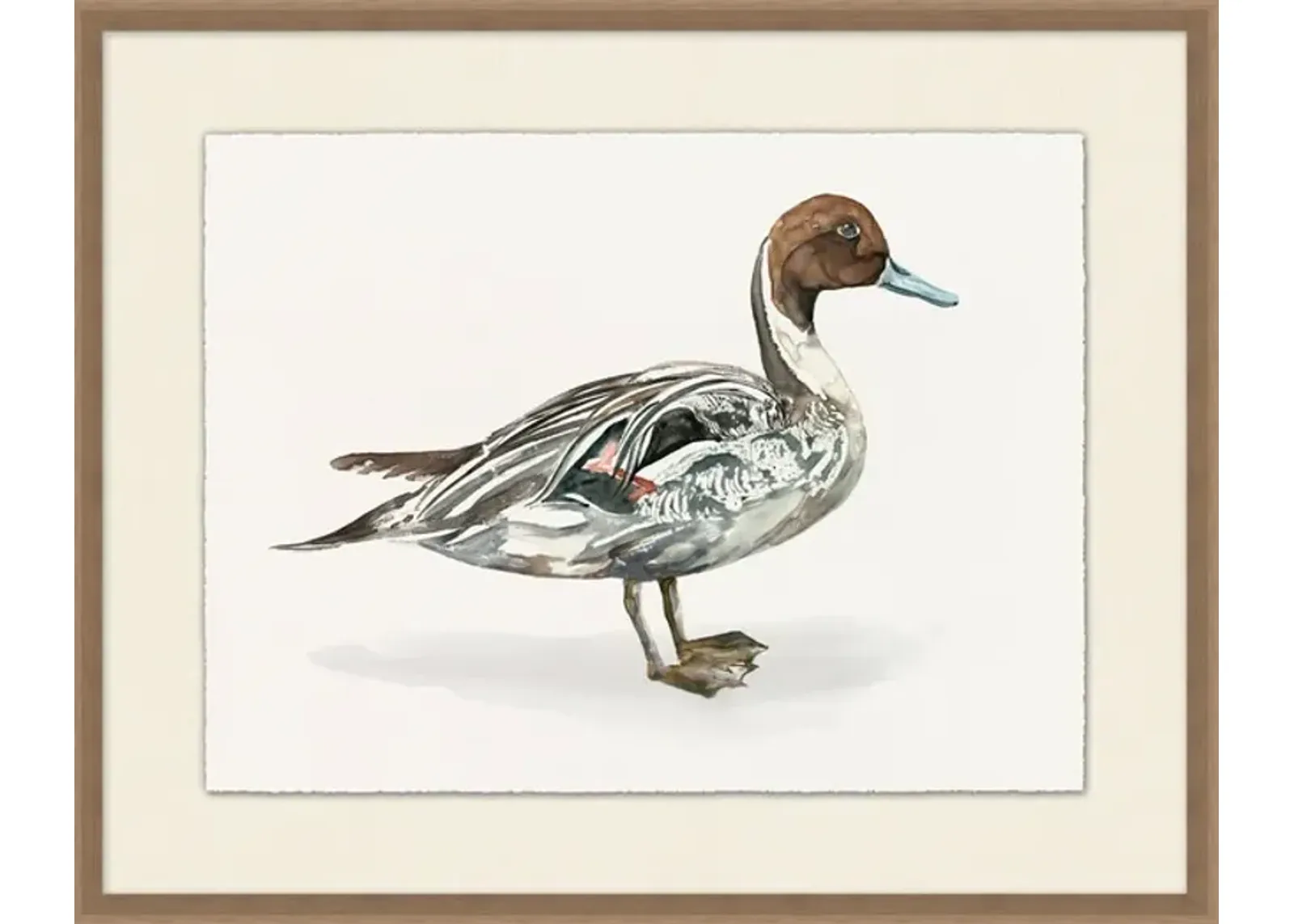 Pintail Duck II