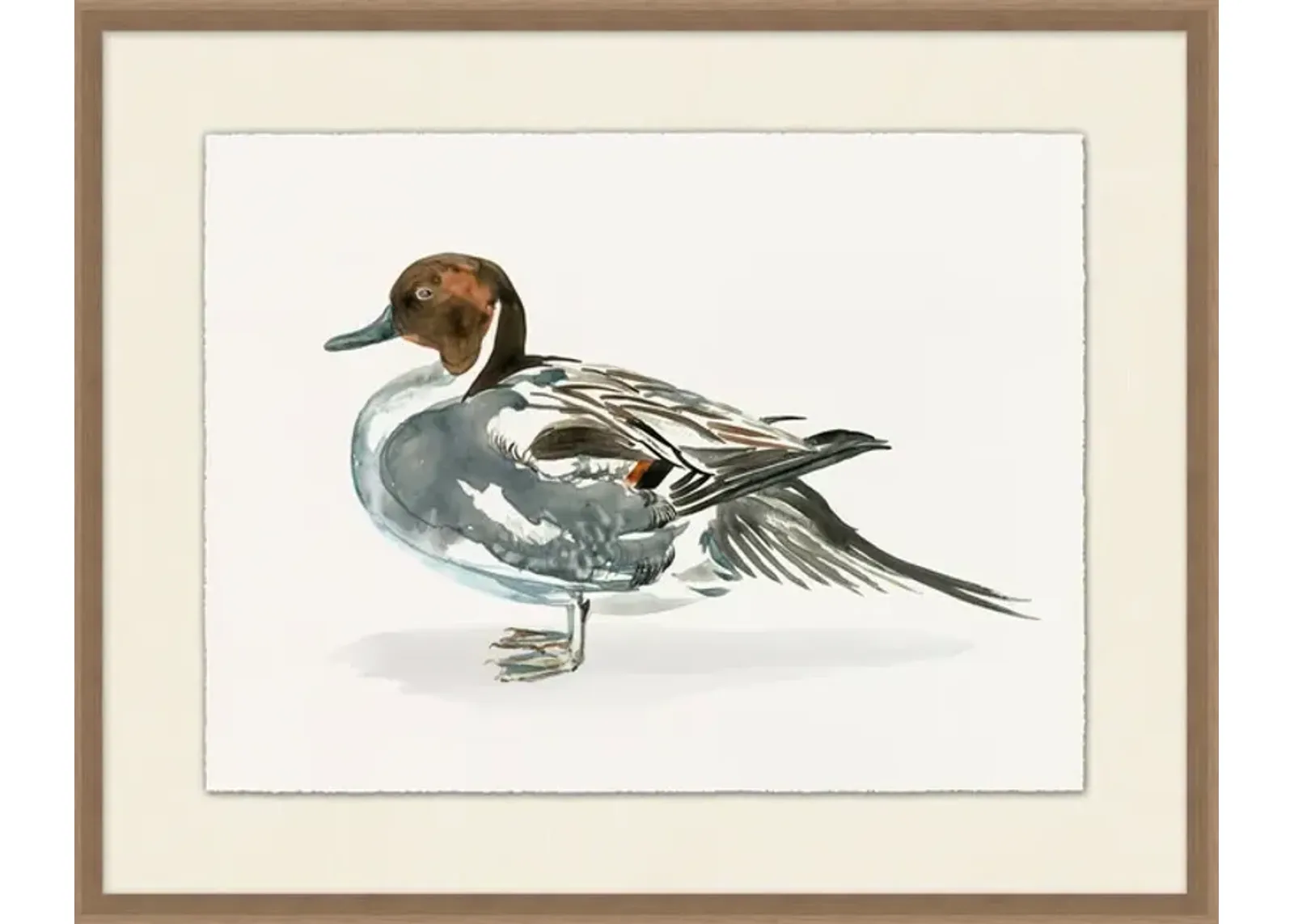 Pintail Duck I