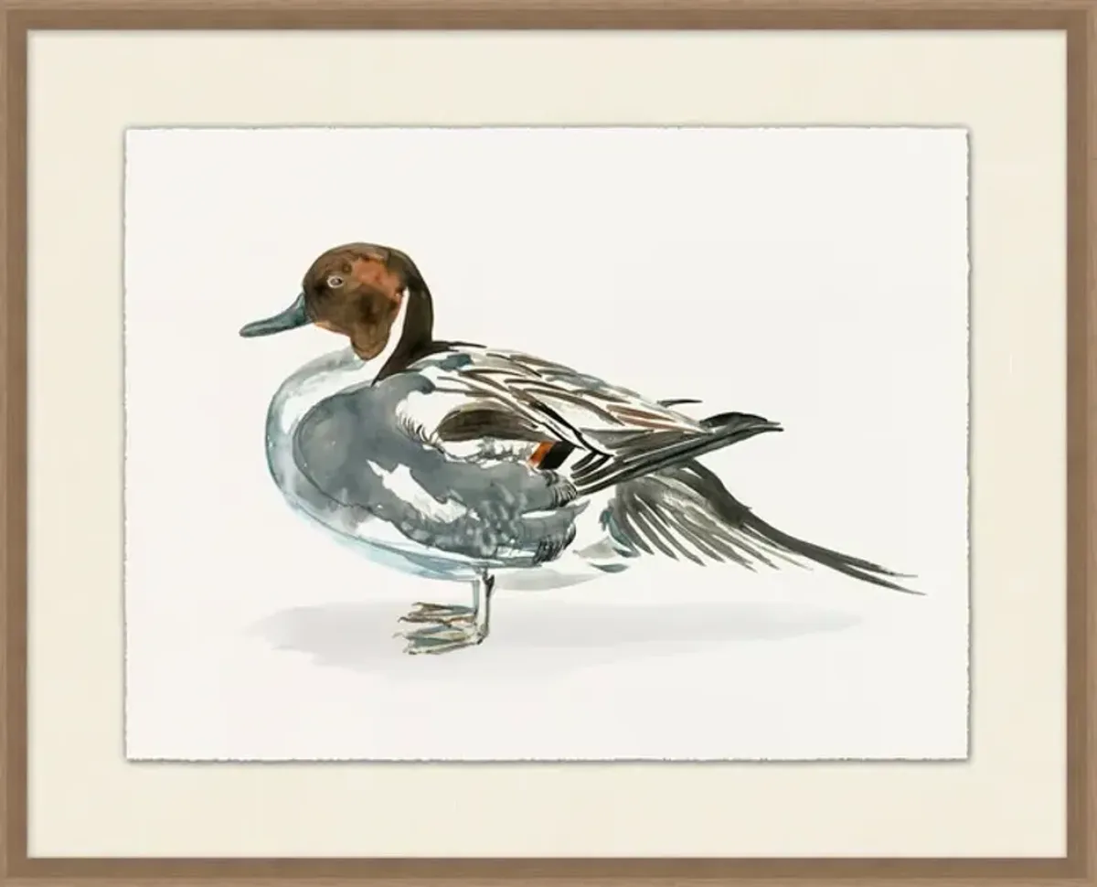 Pintail Duck I