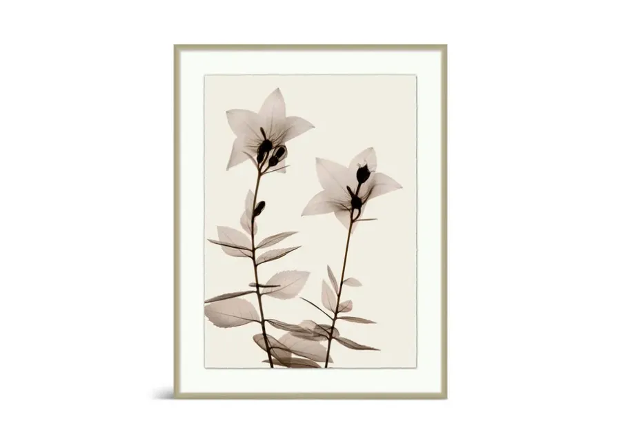 Sepia Floral I Framed Art