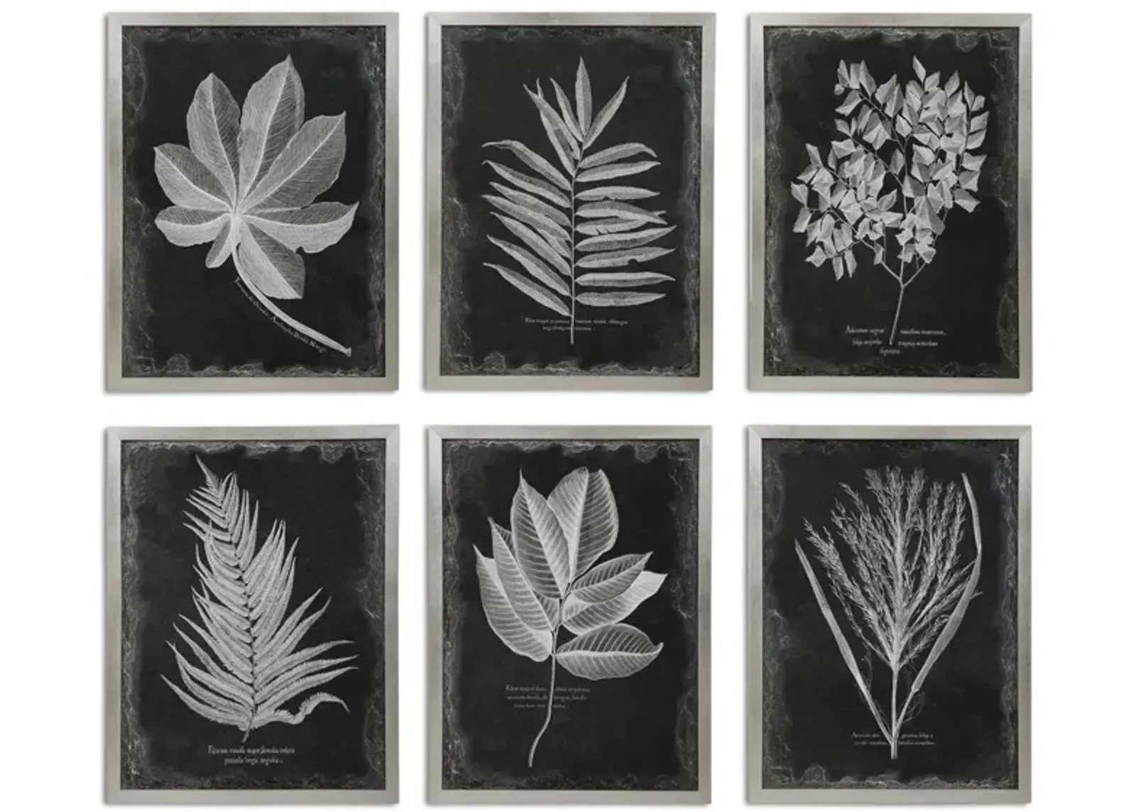 Foliage Botanicals  Set of 6