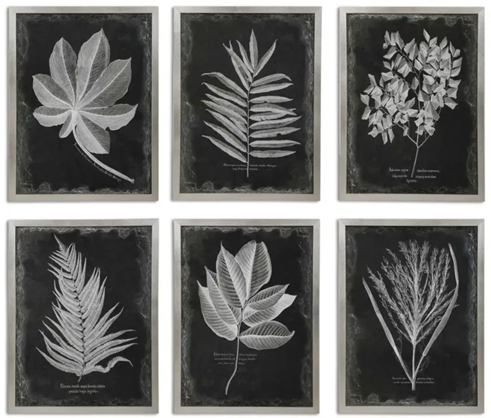 Foliage Botanicals  Set of 6