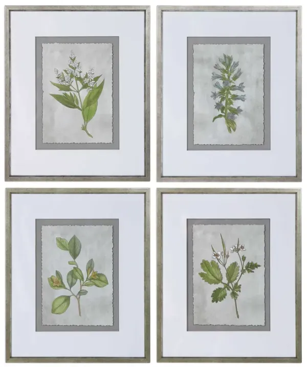 Stem Study Prints