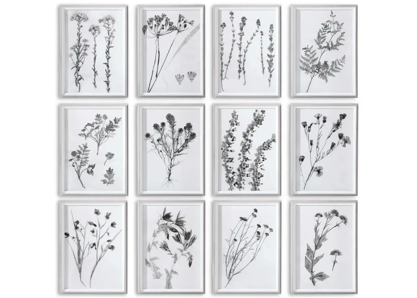 Botanicals Framed Prints - Set of 12