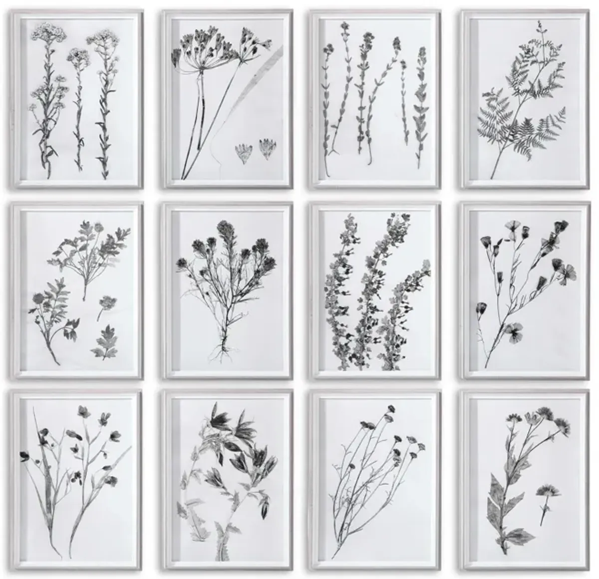 Botanicals Framed Prints - Set of 12