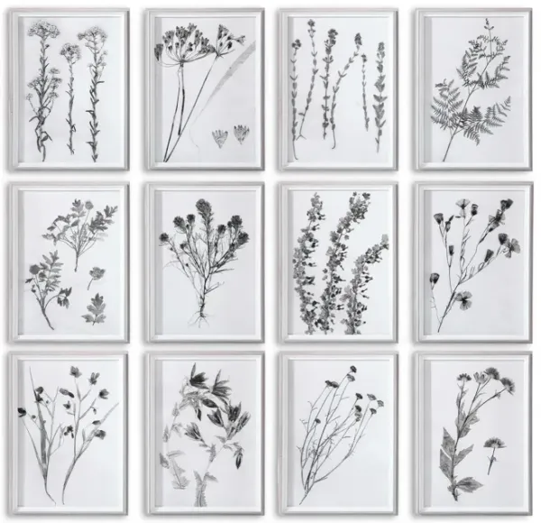 Botanicals Framed Prints - Set of 12